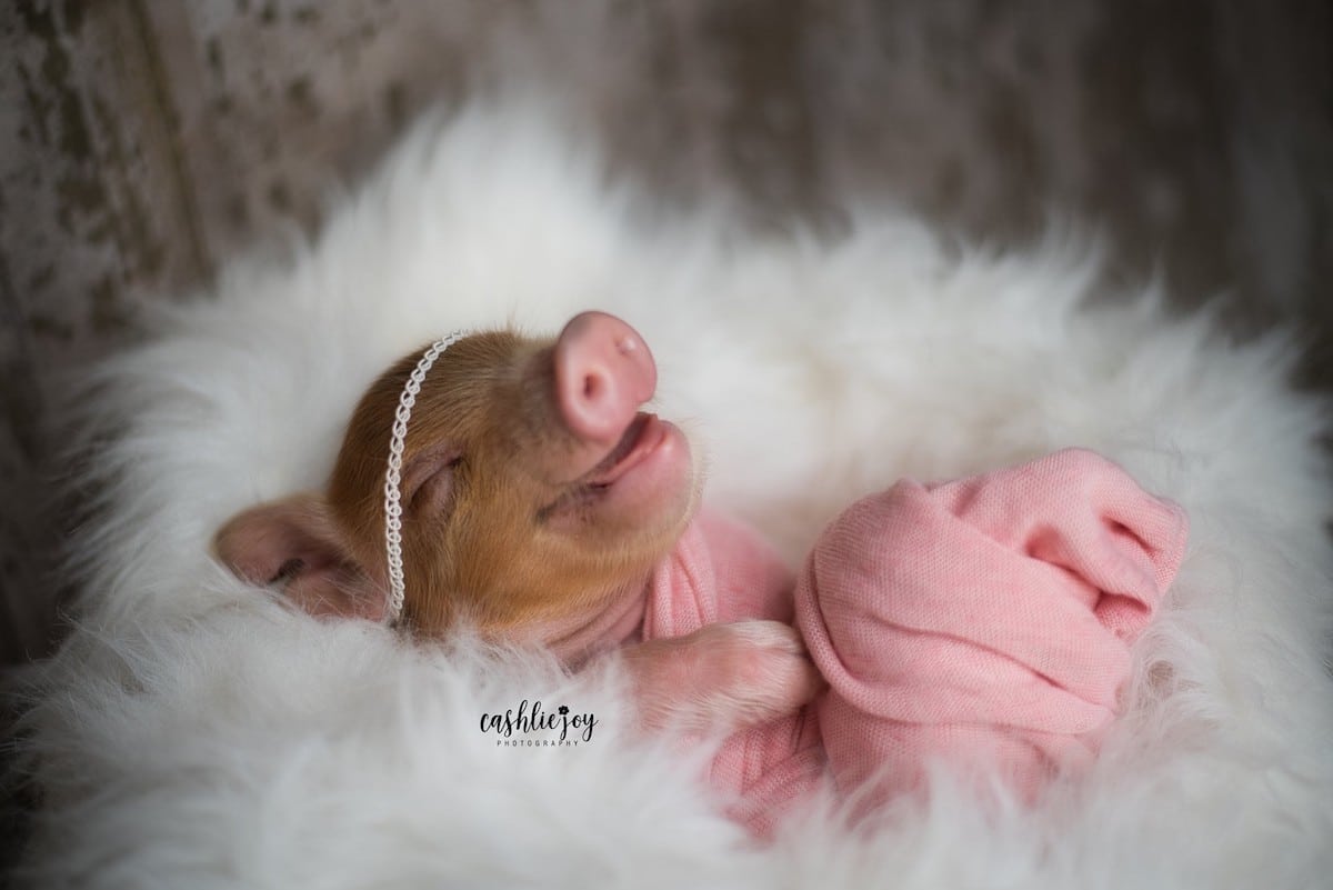 Newborn Photoshoot With a Baby Pig