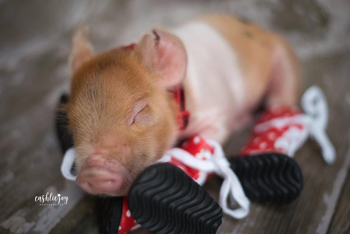 Adorable Baby Pig Pictures in a Sweet Newborn Photoshoot