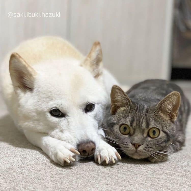 Cat with Shiba Inu Siblings