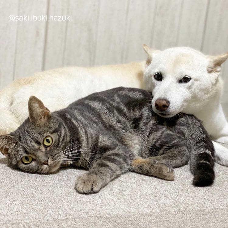 Cat with Shiba Inu Siblings