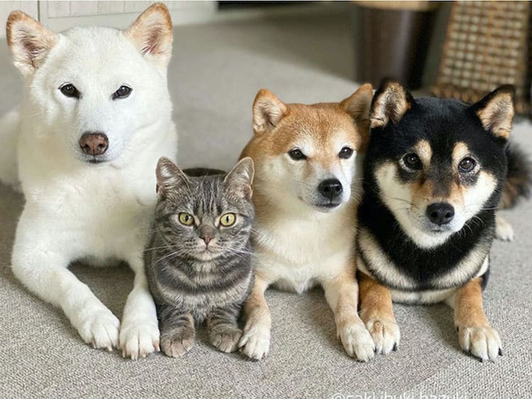Gato con sus hermanos shiba inu