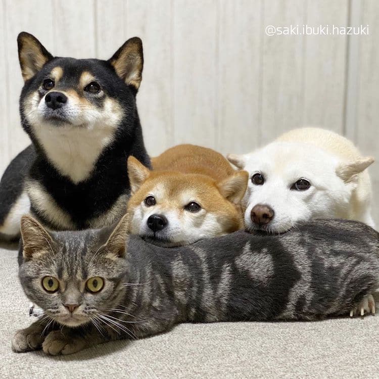 Gatita con sus hermanos shiba inu