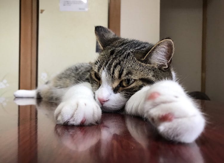 A cat resident at My Cat Yaguwara in Japan 