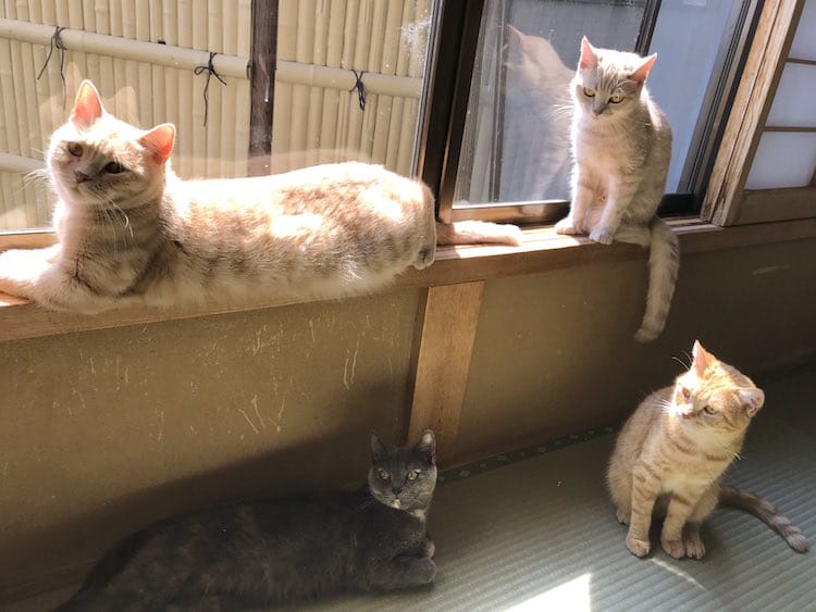 Residents at My Cat Yaguwara Inn