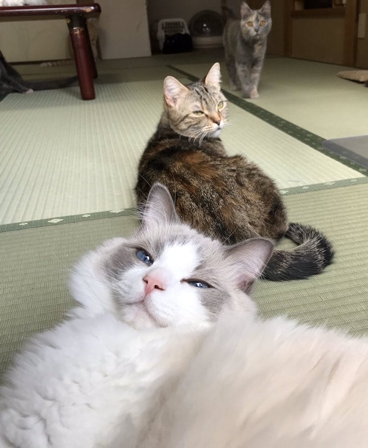 Cats ready for a sleepover at My Cat Yugawara Inn