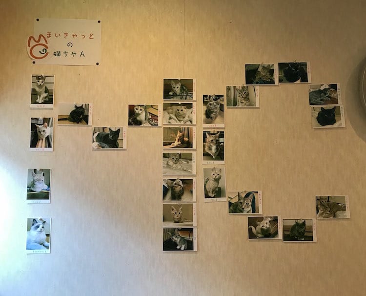 Wall of cat residents at My Cat Yugawara inn 