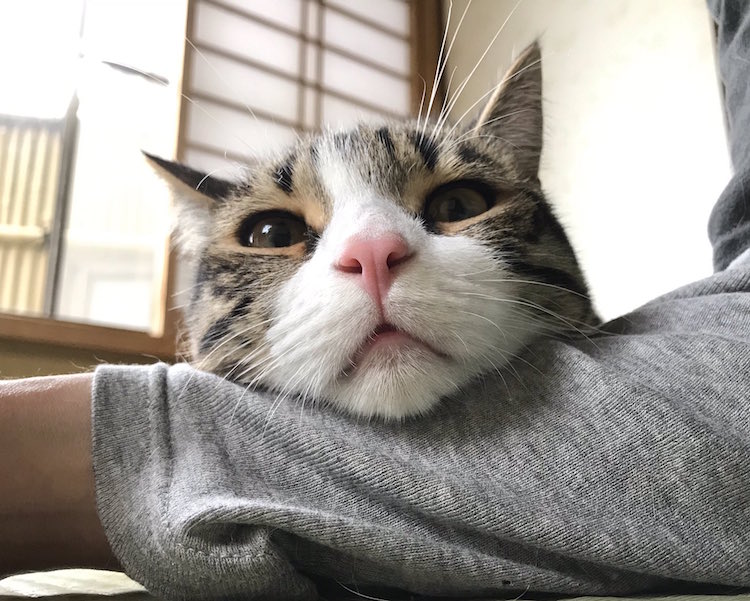 A cat resident at My Cat Yaguwara Inn
