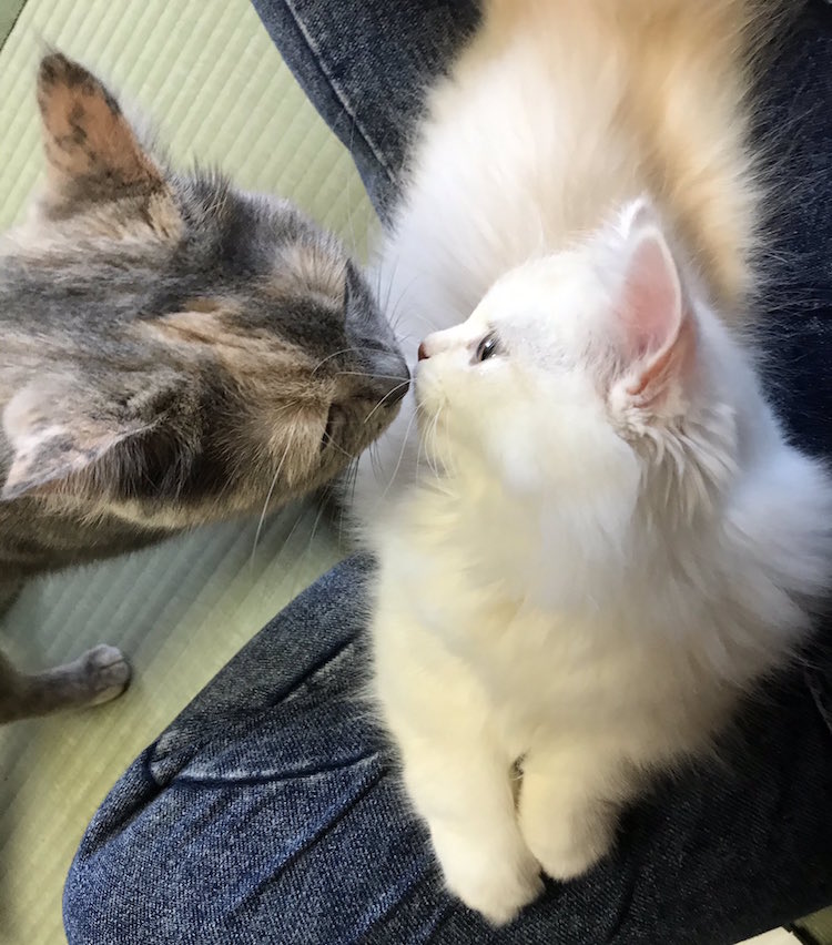 Residents at My Cat Yaguwara in Japan