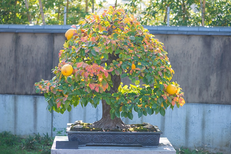 innovación maravilloso buscar Los bonsáis frutales pueden dar manzanas de tamaño normal