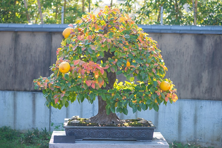 bonsai de membrillo