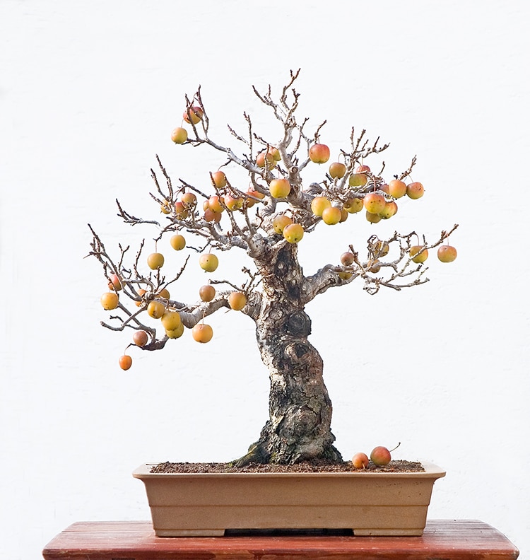 How to Grow Bonsai Fruit Trees