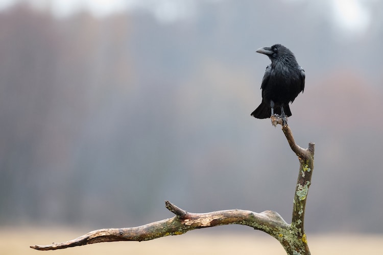 Crow on a Branch
