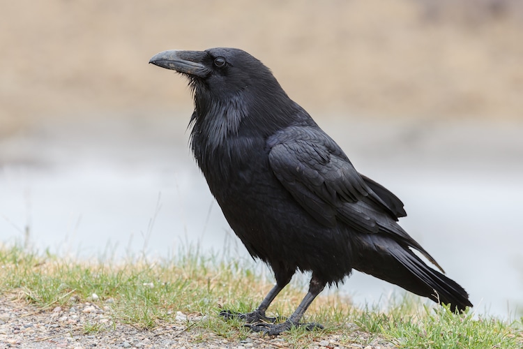 Crows Have Social Consciousness