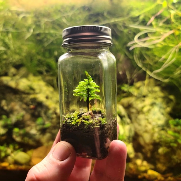 Do-it-Yourself - DIY- Terrarium Kit (8 Inches) — Mudfingers