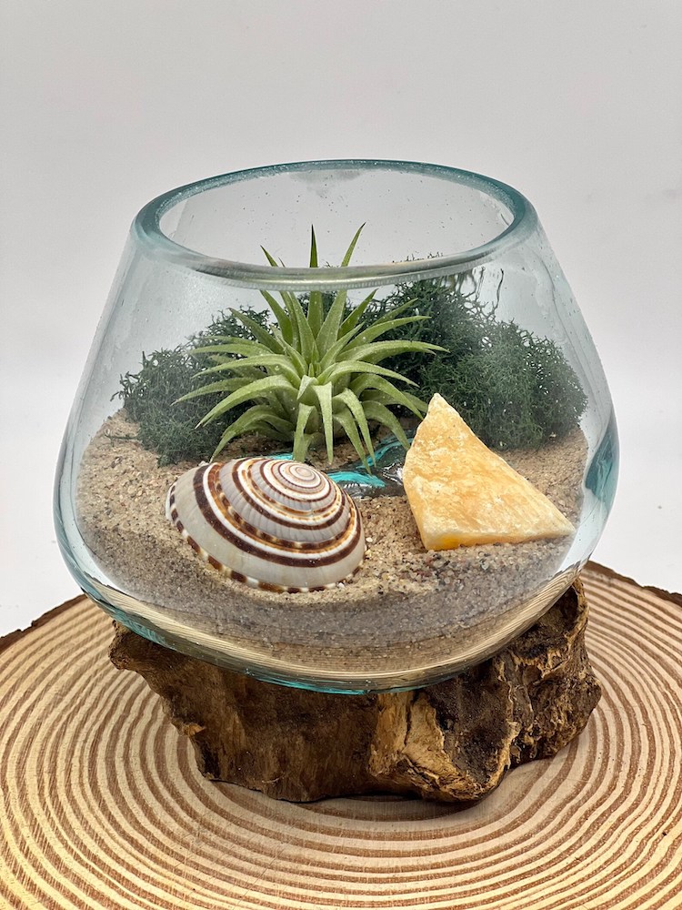 Start Your Terrarium Project with Ease: Eco-Glass Terrarium Kits