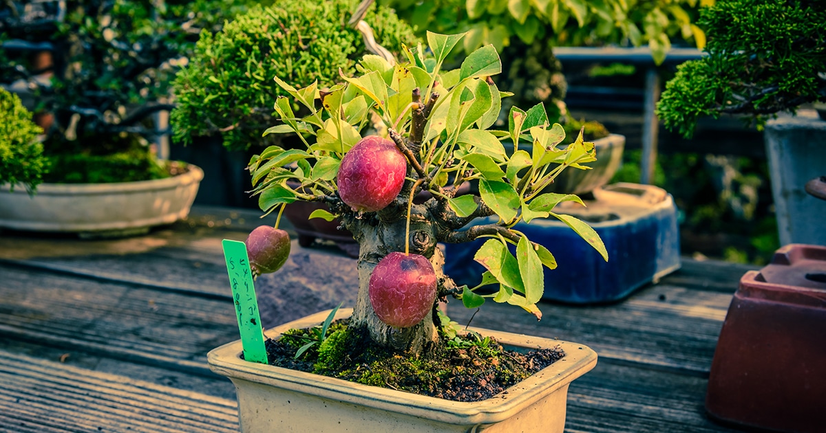 pomegranate tree bonsai