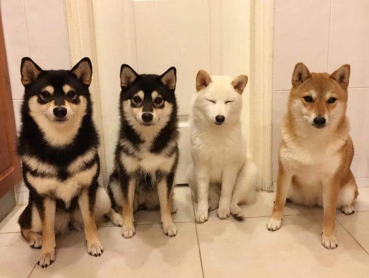 Funny Shiba Inu Ruins Group Photos