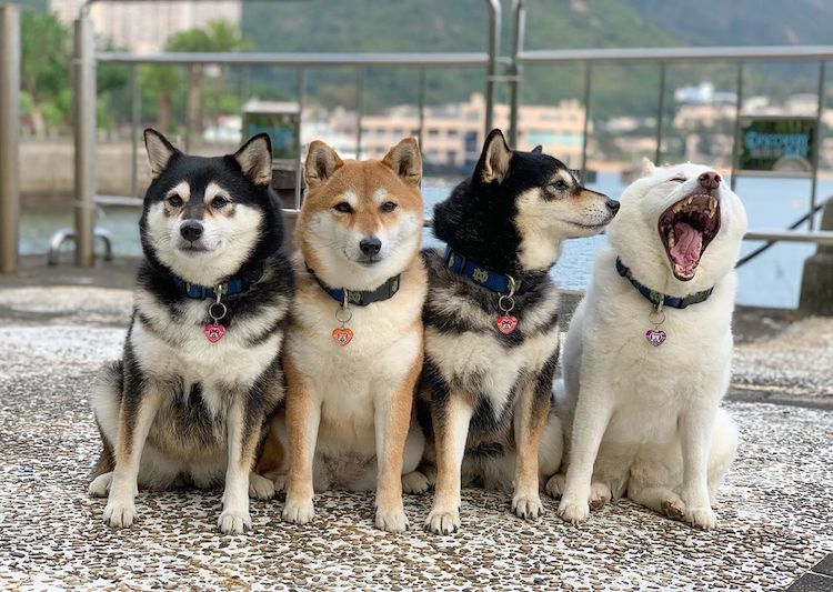 Funny Shiba Inu Ruins Group Photos