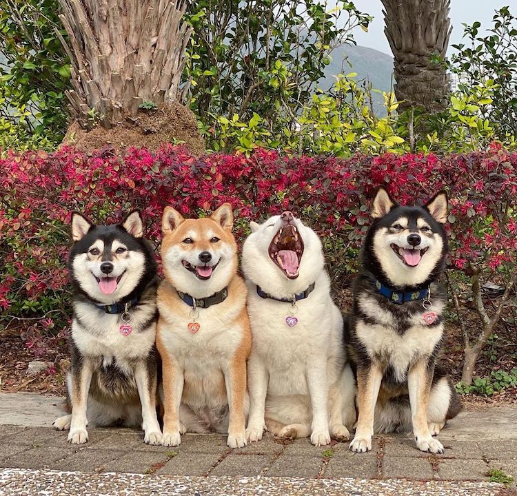 Funny Shiba Inu Ruins Group Photos