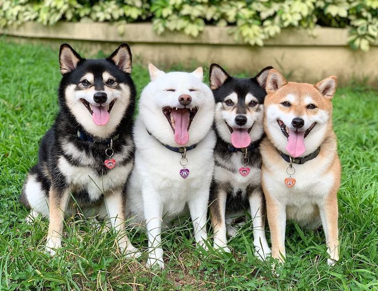 Funny Shiba Inu Ruins Group Photos