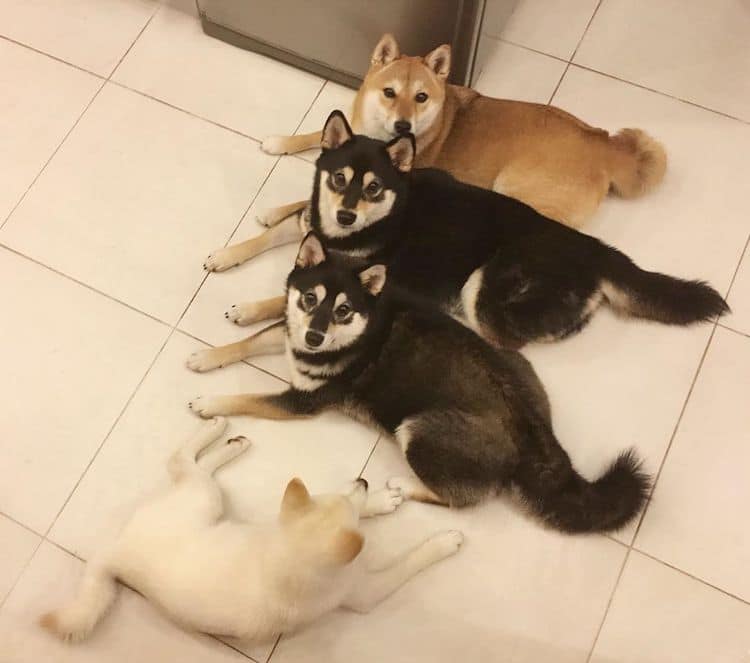 Funny Shiba Inu Ruins Group Photos