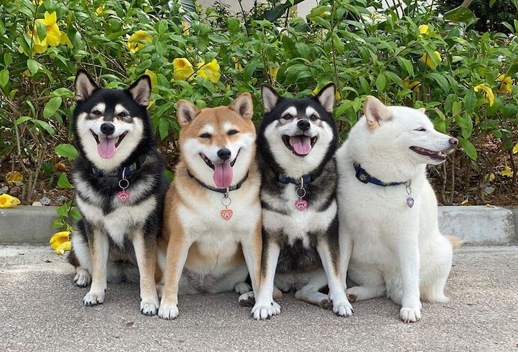 Funny Shiba Inu Ruins Group Photos