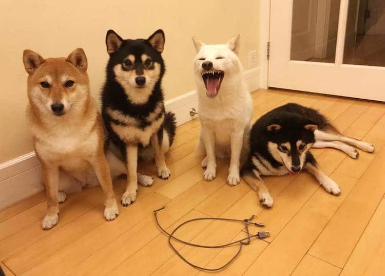 Funny Shiba Inu Ruins Group Photos