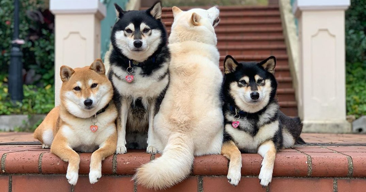 This Funny Shiba Inu Playfully Ruins Her Group Family Photos