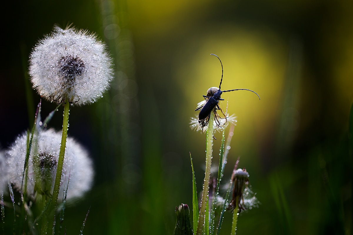 Marco Photography of Insects