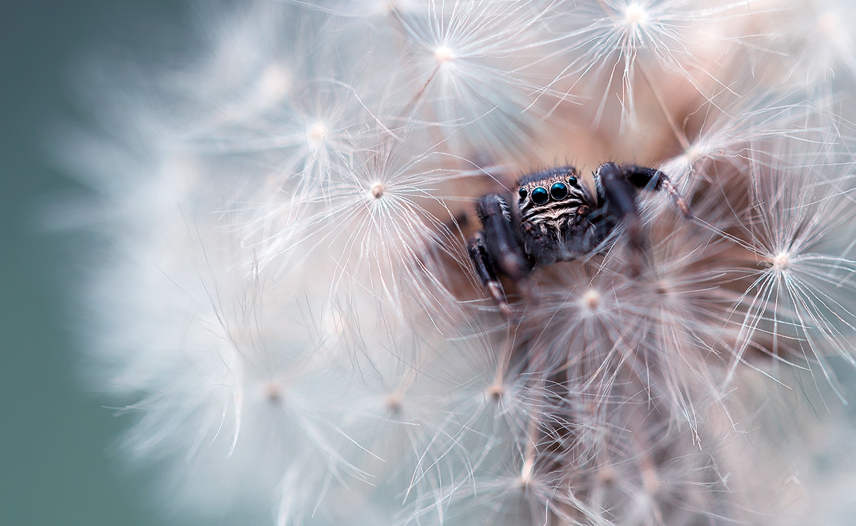 Foto macro de uma aranha