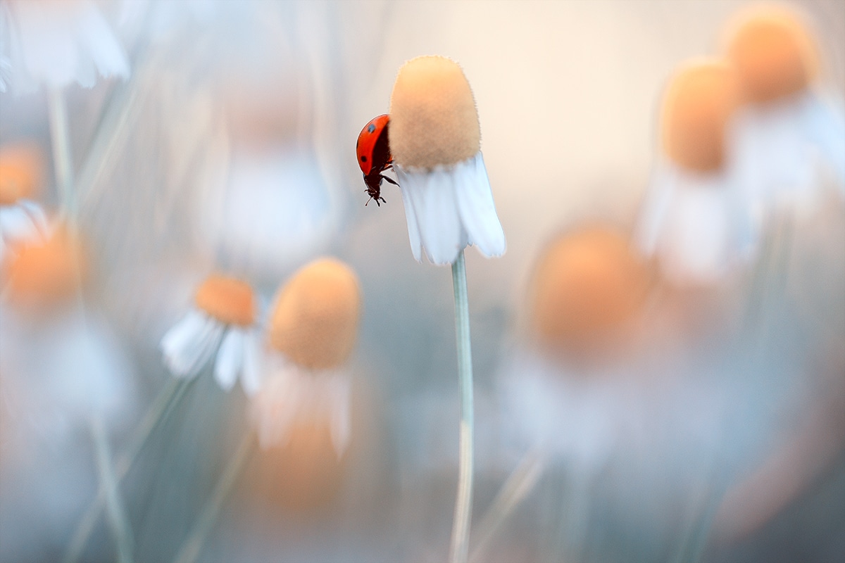 Foto macro de uma joaninha em uma flor