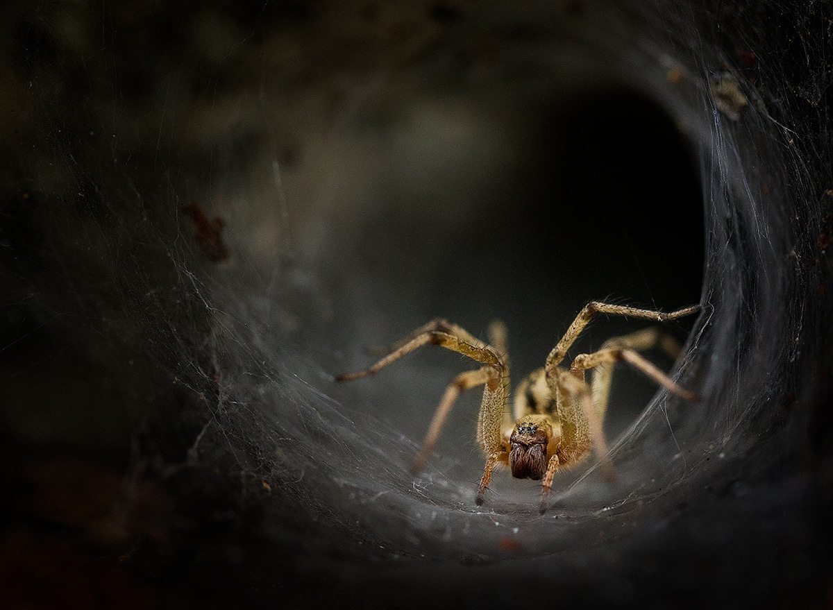 Macro Photo of a Spider