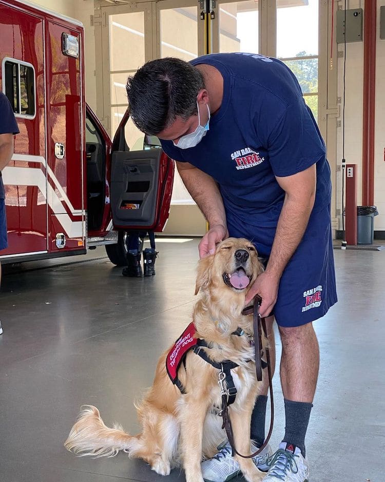 Kerith The Golden Retriever Therapy Dog Comforts Firefighters in California