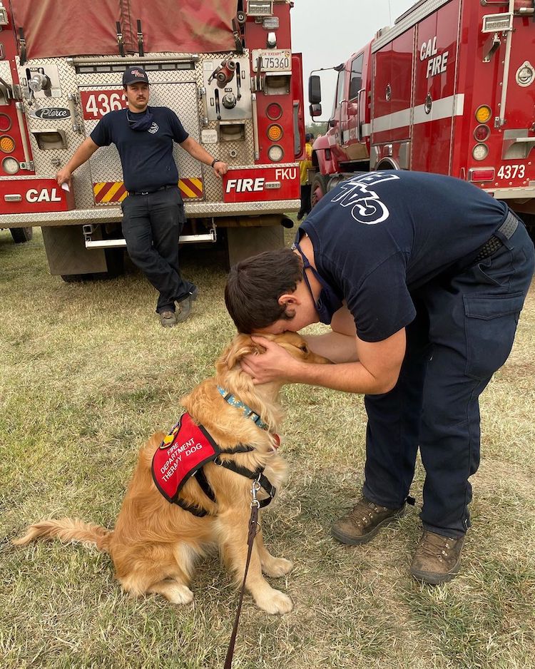 Therapy Dog Comforts Firefighters in California