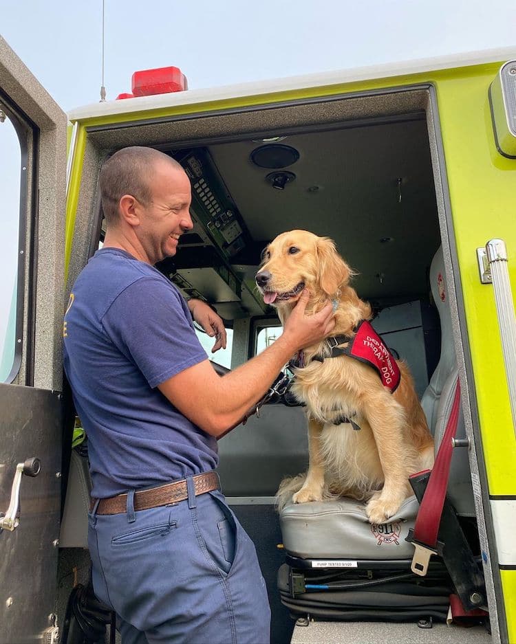 Kerith The Golden Retriever Therapy Dog Comforts Firefighters in California