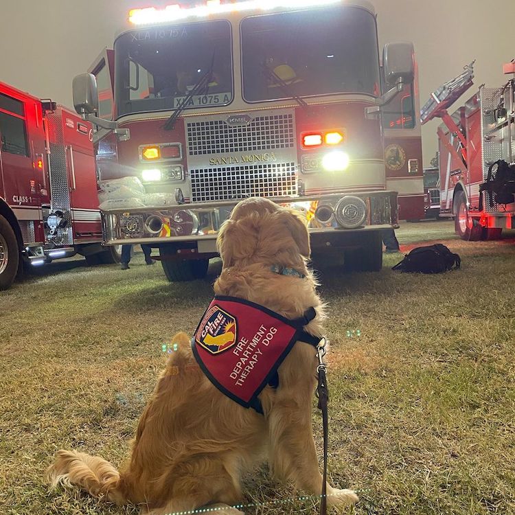 Therapy Dog Comforts Firefighters in California