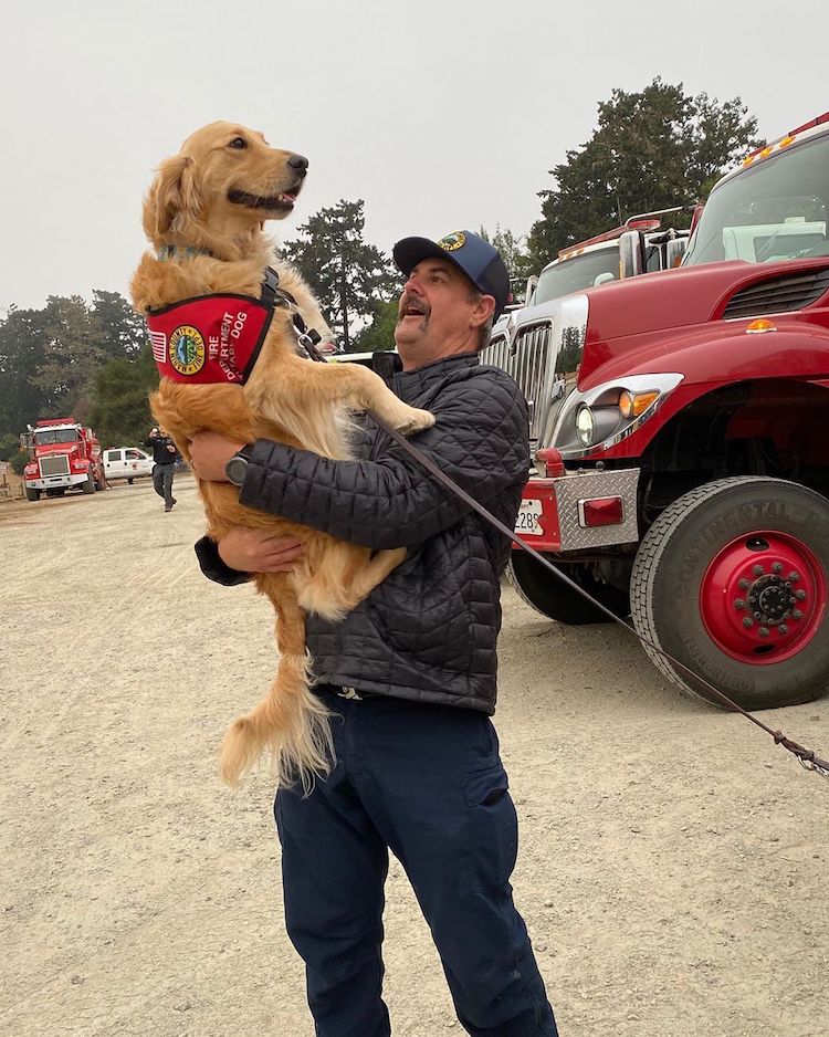 Kerith The Golden Retriever Therapy Dog Comforts Firefighters in California