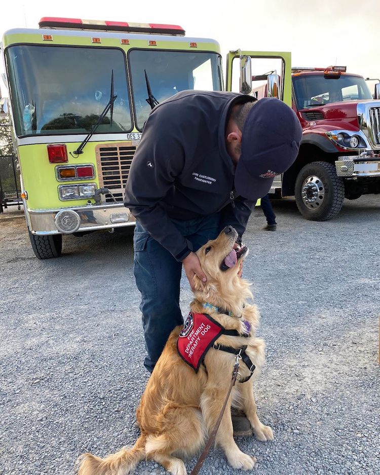 Therapy Dog Comforts Firefighters in California