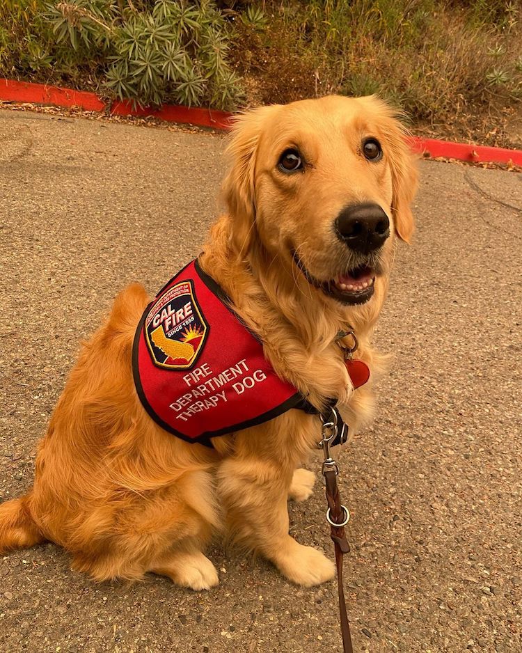 Kerith The Golden Retriever Therapy Dog Comforts Firefighters in California