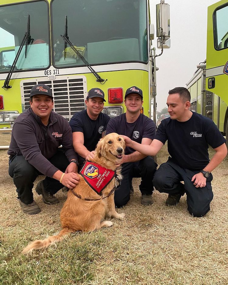 Kerith el perro de terapia de los bomberos de California