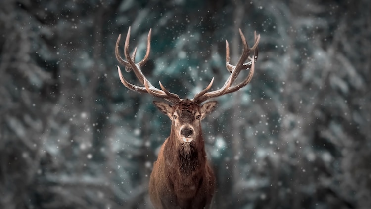 Foto de un ciervo en la nieve