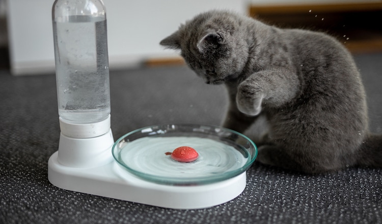 cat water fountain non electric