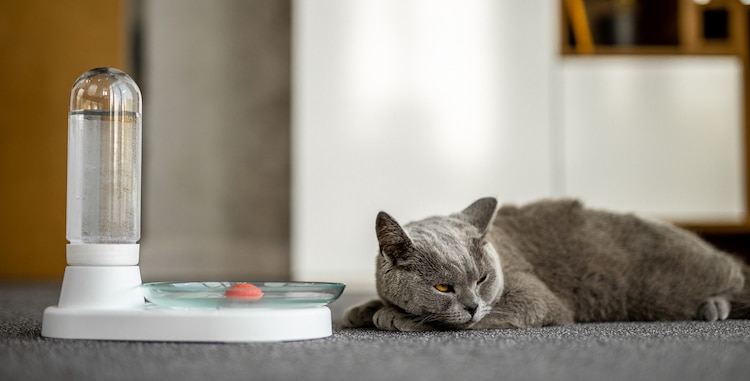 Non Electric Cat Fountain