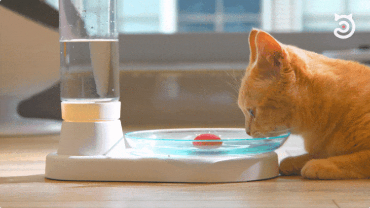 Cat Drinking from Contemporary Water Bowl
