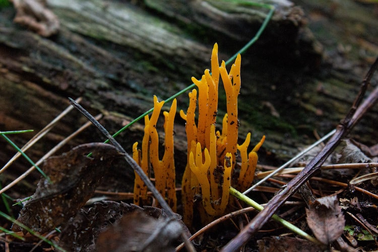 hongos en el bosque