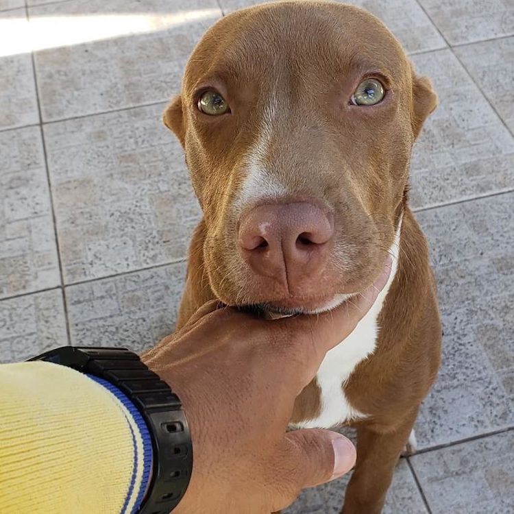 Mailman Befriends Animals Carteiro Amigo dos Animais