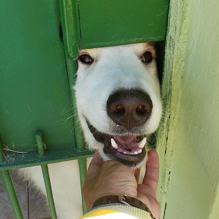 Mailman Befriends Animals Carteiro Amigo dos Animais