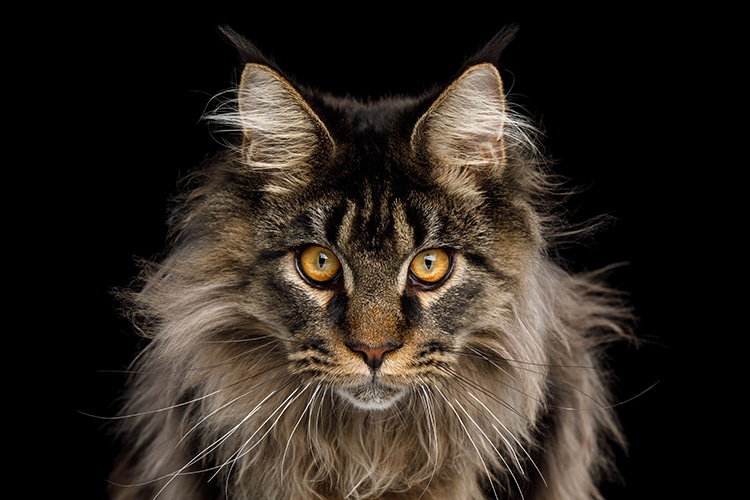 maine coon cat sounds