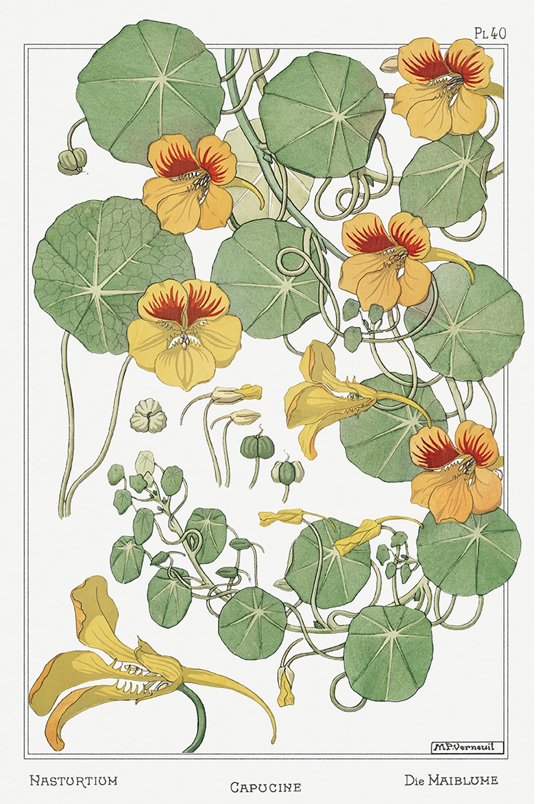 Nasturtium Grasset