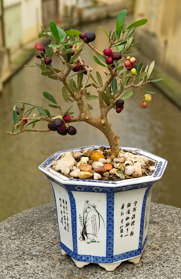 pomegranate tree bonsai